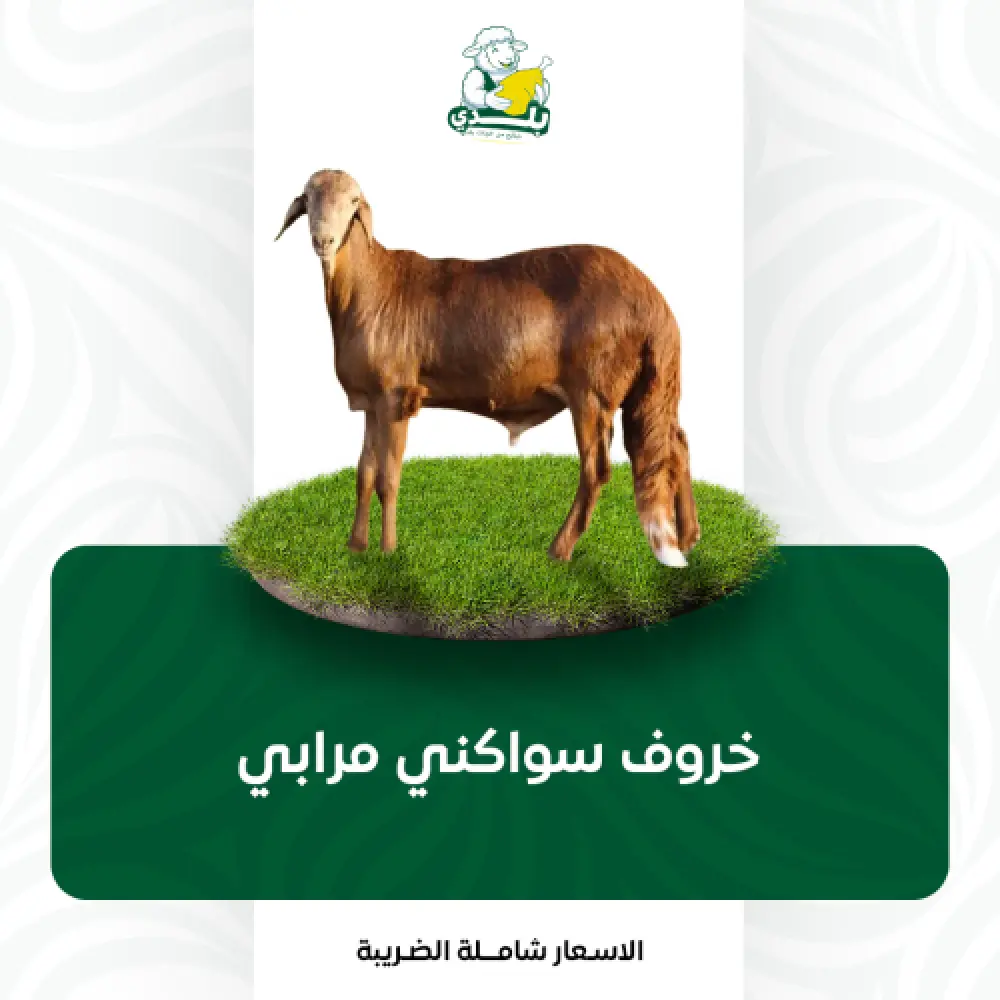 أضحية سواكني مرابي