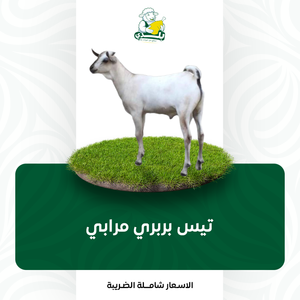 عقيقة تيس بربري