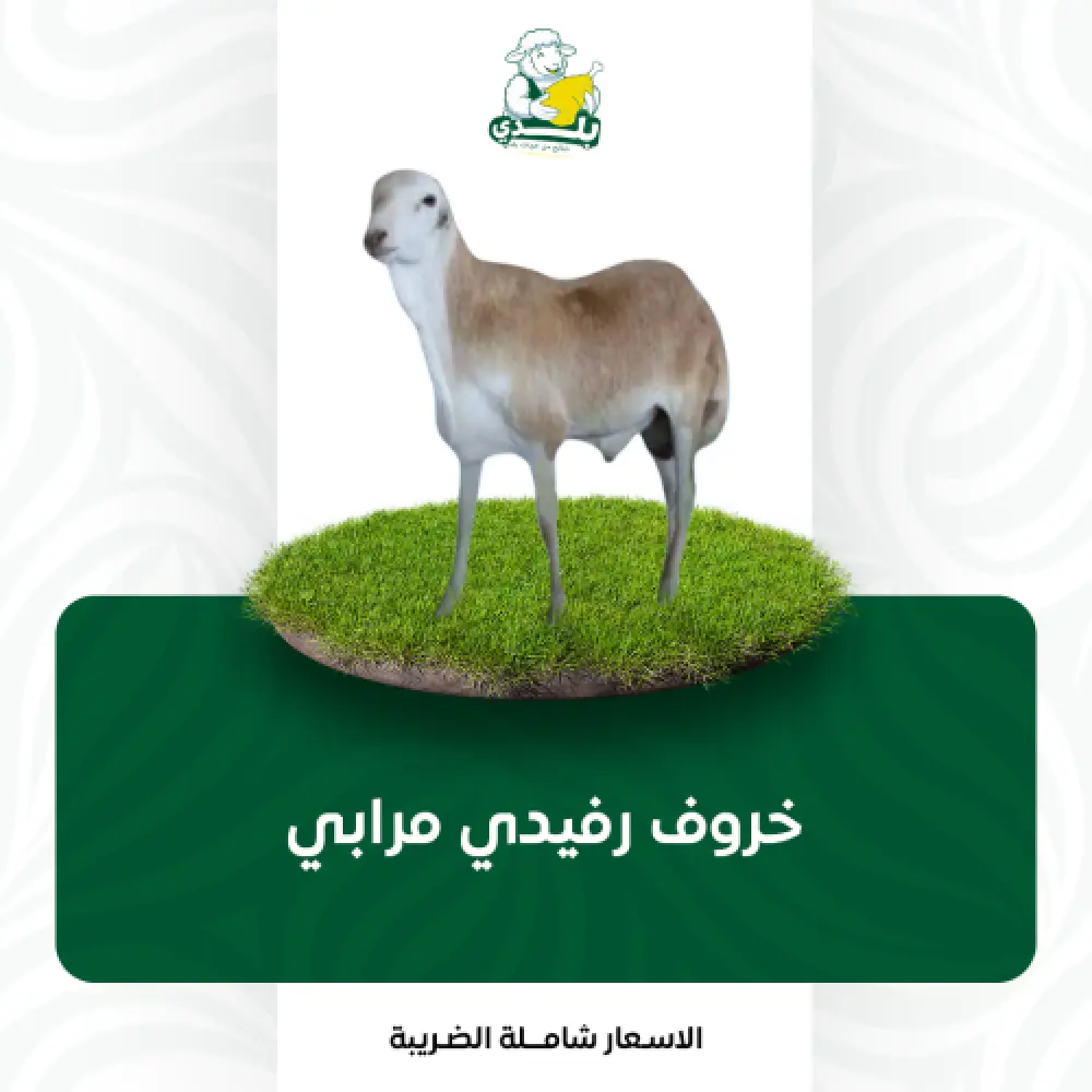 أضحية رفيدي مرابي