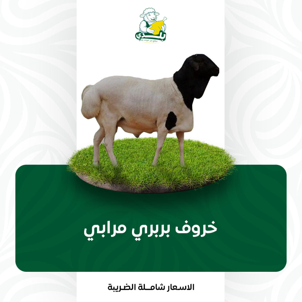 خروف بربري مرابي